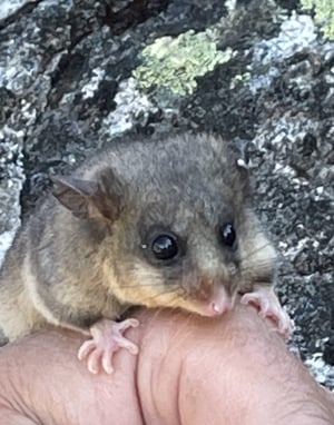 The tiny, endangered Mountain Pygmy-possum lives on Mt Buller protected in the rocky boulder-fields and beneath thick scrubby plants