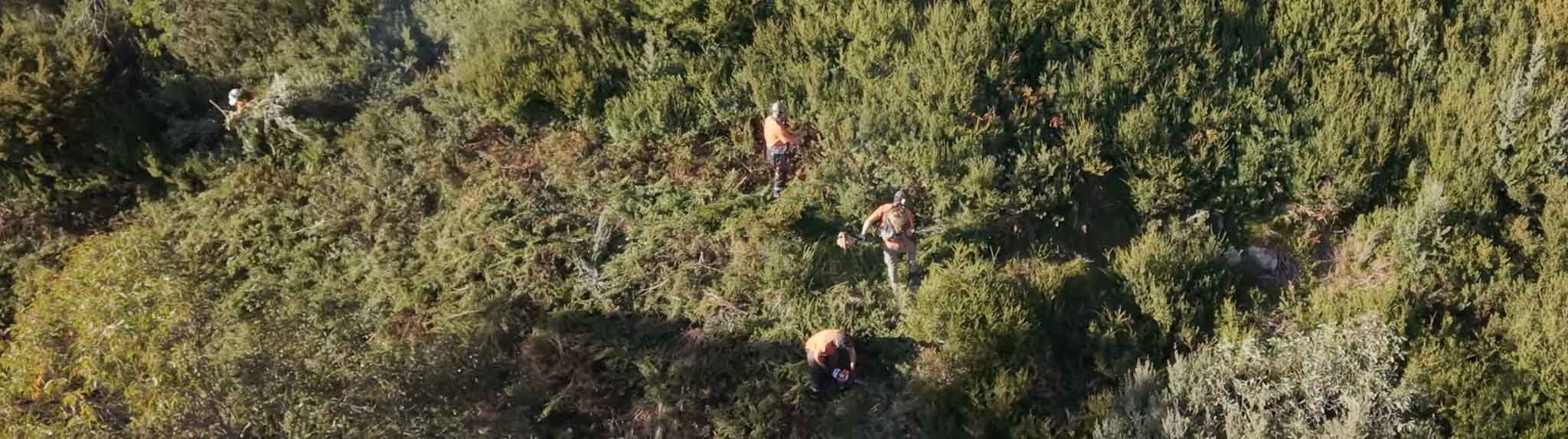 An aerial view of the vegetation management team trimming shrubs on a steep ski slope