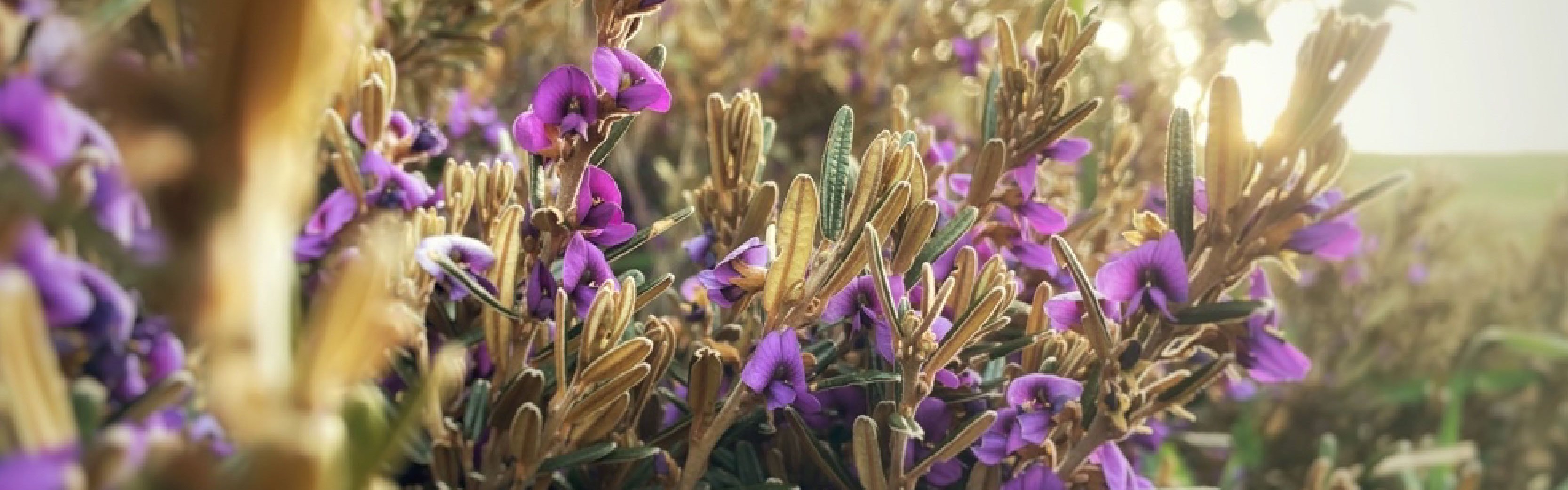 Hovea Montana alpine wildflower in the sunlight