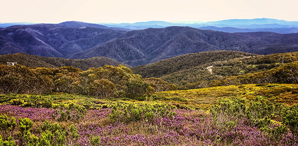 Wildflowers blooming along the Summit nature loop walk at Mt Buller