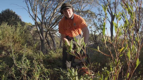 A person wearing orange safety gear is using a hedge trimmer to prune back shrubs on the ski area in a bushy alpine environment